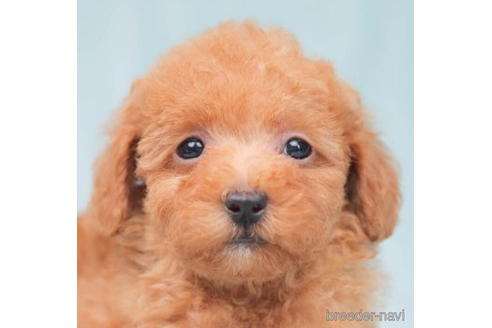 成約済の東京都のトイプードル-202136の2枚目